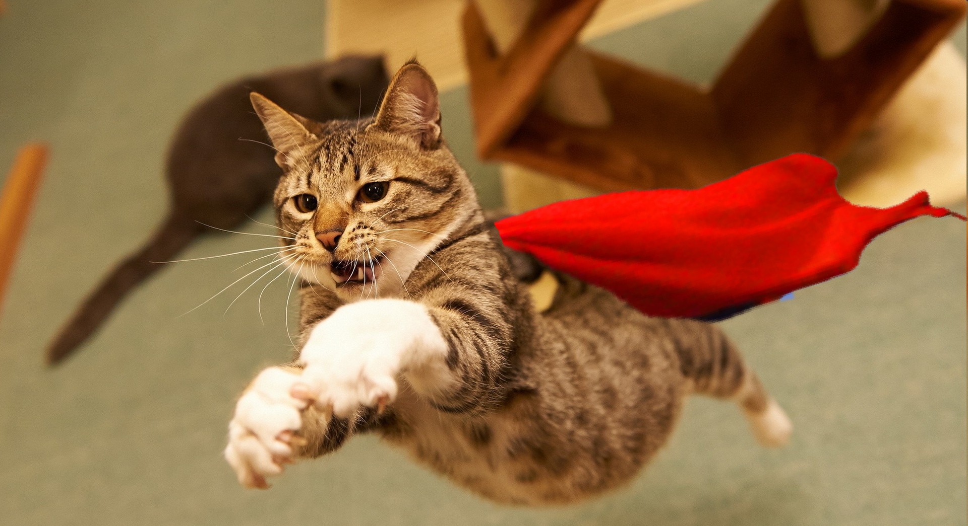 Amazing Video Captures Heroic Cat Saving a Little Boy From a Dog 